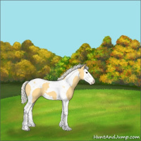 Horse Color:Palomino Splash Tobiano 