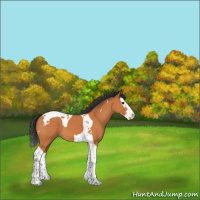 Horse Color:Bay Splash Tobiano