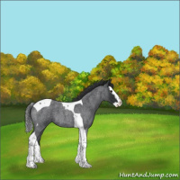 Horse Color:Blue Roan Splash Tobiano 