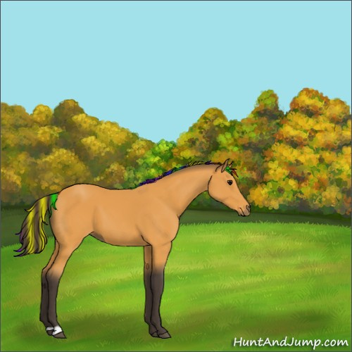 Horse Color:Painted Buckskin 