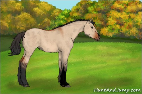 Horse Color:Void Brown Dun 