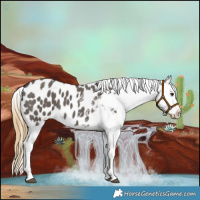Horse Color:Smoky Grullo Splash Appaloosa 