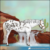 Horse Color:Smoky Grullo Splash Appaloosa 