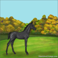 Horse Color:Blue Roan 