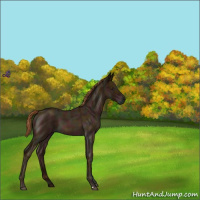 Horse Color:Midnight Red Roan 