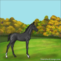 Horse Color:Blue Roan Tobiano Rabicano 