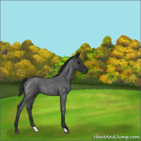 Horse Color:Blue Roan Rabicano 