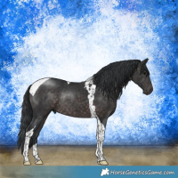 Horse Color:Platinum Brown Tobiano Rabicano 