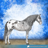 Horse Color:Platinum Brown Onyx Tobiano Appaloosa Rabicano 
