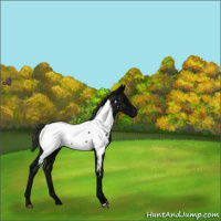 Horse Color:Midnight Black Appaloosa Rabicano 