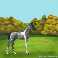 Horse Color:Blue Roan Tobiano 