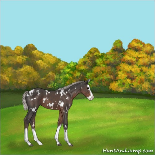 Horse Color:White Spotted Silver Black Splash 