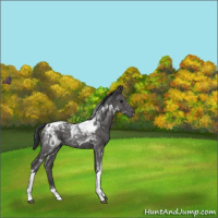 Horse Color:Blue Roan Tobiano 