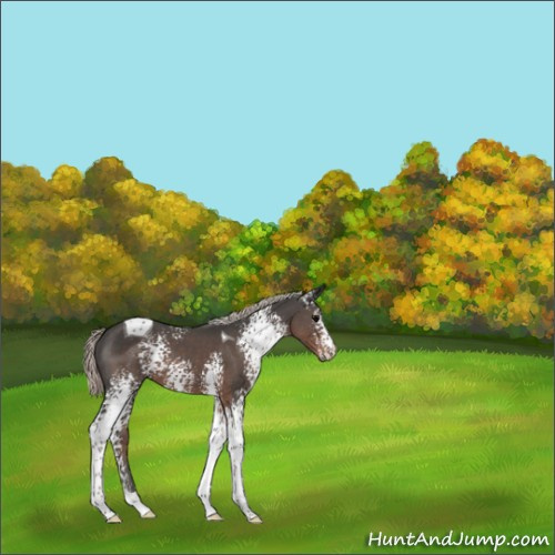 Horse Color:White Spotted Silver Black Tobiano 