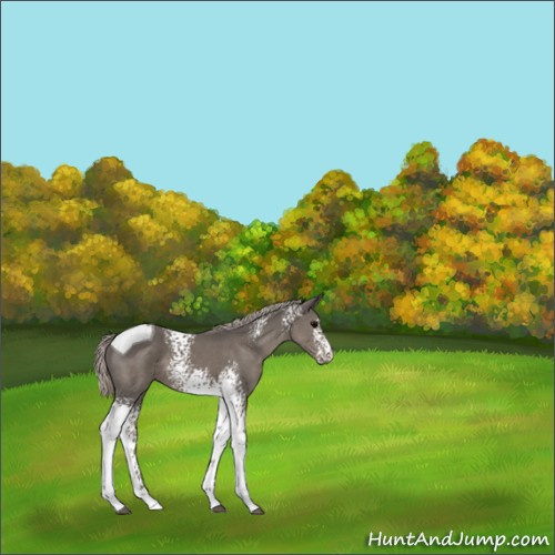 Horse Color:White Spotted Silver Black Tobiano 