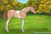 Horse Color:Gold Champagne Tobiano 