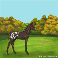 Horse Color:Liver Chestnut Appaloosa 