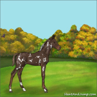 Horse Color:White Spotted Liver Chestnut 