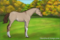 Horse Color:Liver Red Dun Tobiano Rabicano 