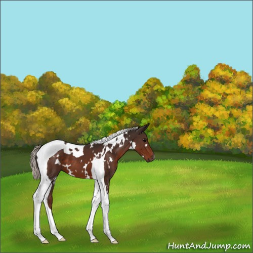 Horse Color:White Spotted Silver Brown Tobiano 
