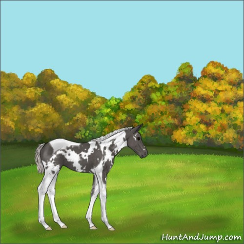 Horse Color:White Spotted Silver Black Tobiano 