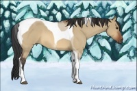 Horse Color:Bay Roan Dun Tobiano