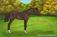 Horse Color:Liver Chestnut Tobiano