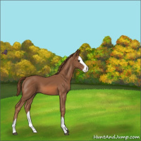 Horse Color:Chestnut Sabino Splash