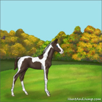 Horse Color:Liver Chestnut Splash Tobiano Varnish 
