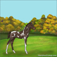 Horse Color:White Spotted Liver Chestnut Tobiano 