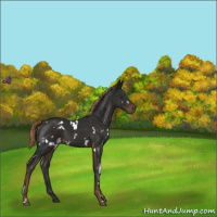 Horse Color:White Spotted Liver Chestnut 