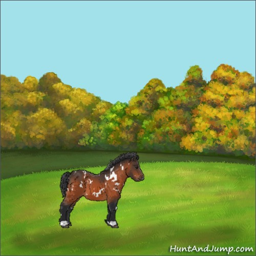Horse Color:White Spotted Brown 