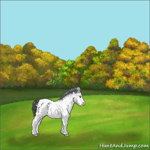 Horse Color:White Spotted Bay Chinchilla Appaloosa 