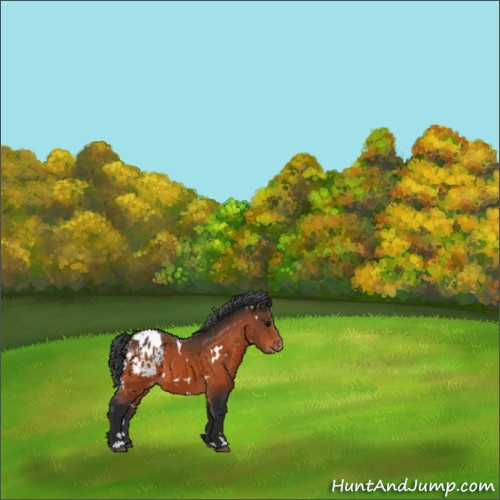 Horse Color:White Spotted Bay Appaloosa 