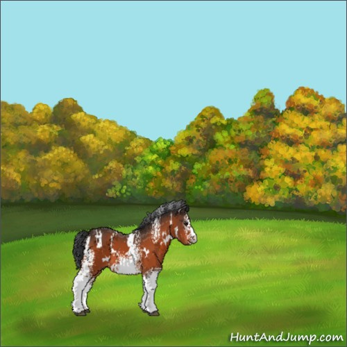 Horse Color:White Spotted Brown 