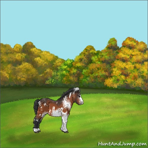 Horse Color:White Spotted Brown 