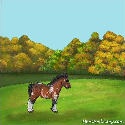 Horse Color:White Spotted Bay 