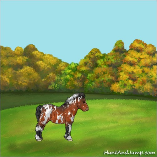 Horse Color:White Spotted Brown Appaloosa 