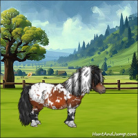 Horse Color:White Spotted Bay Appaloosa 