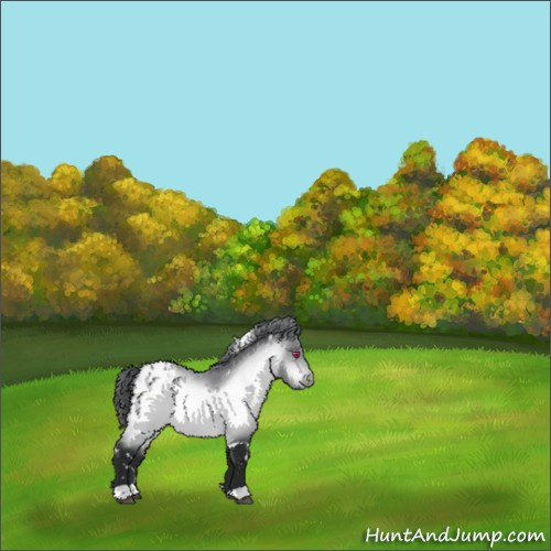 Horse Color:White Spotted Bay Chinchilla Appaloosa 