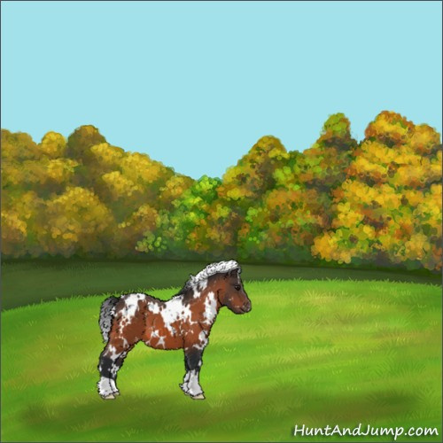 Horse Color:White Spotted Bay Appaloosa 