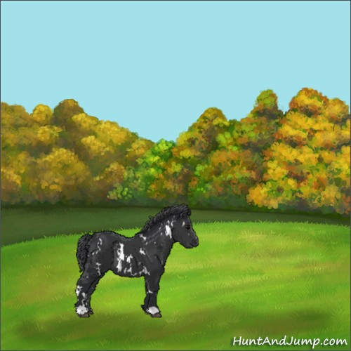 Horse Color:White Spotted Black 