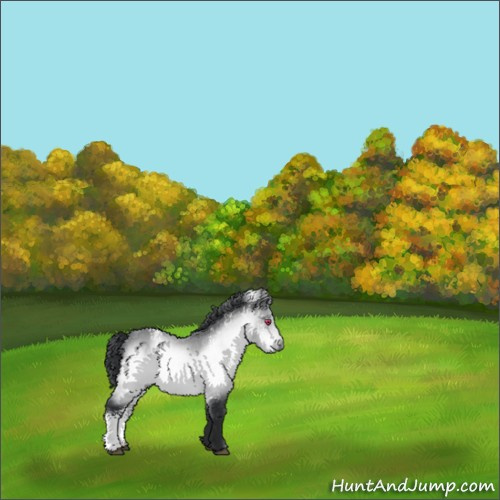 Horse Color:White Spotted Bay Chinchilla 