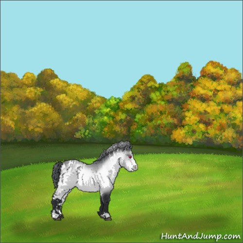 Horse Color:White Spotted Bay Chinchilla Appaloosa 