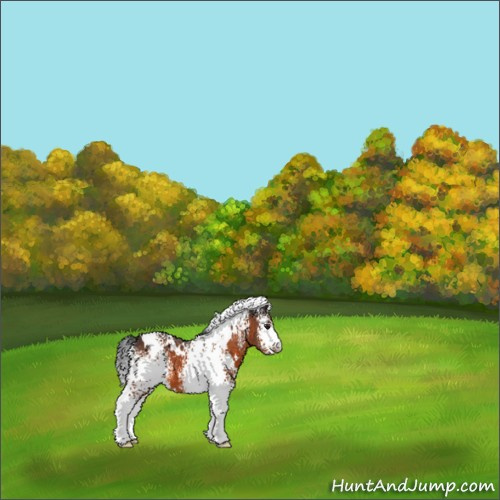 Horse Color:White Spotted Brown 