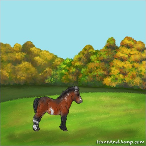 Horse Color:White Spotted Bay 