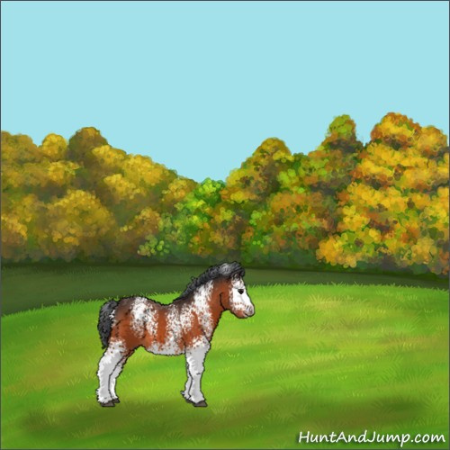 Horse Color:White Spotted Bay 