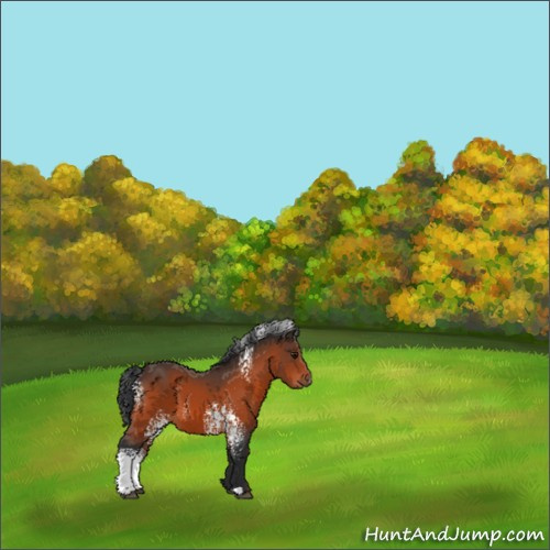 Horse Color:White Spotted Bay 