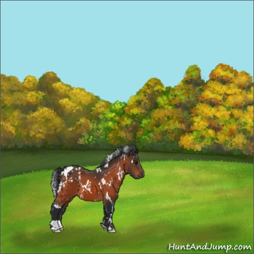 Horse Color:White Spotted Bay 