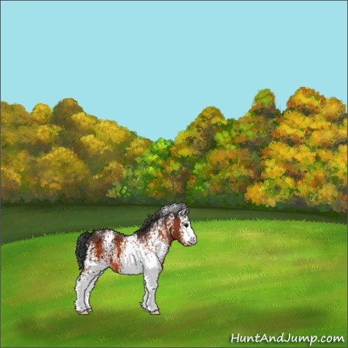 Horse Color:White Spotted Bay 